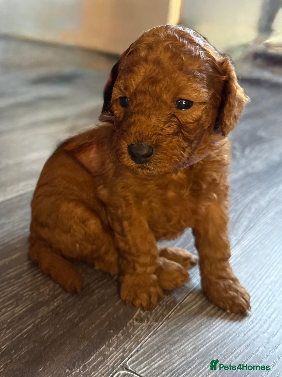 Cavapoo dogs for sale: F1b Cavapoo ALL PUPS NOW RESERVED  - Advert 3
