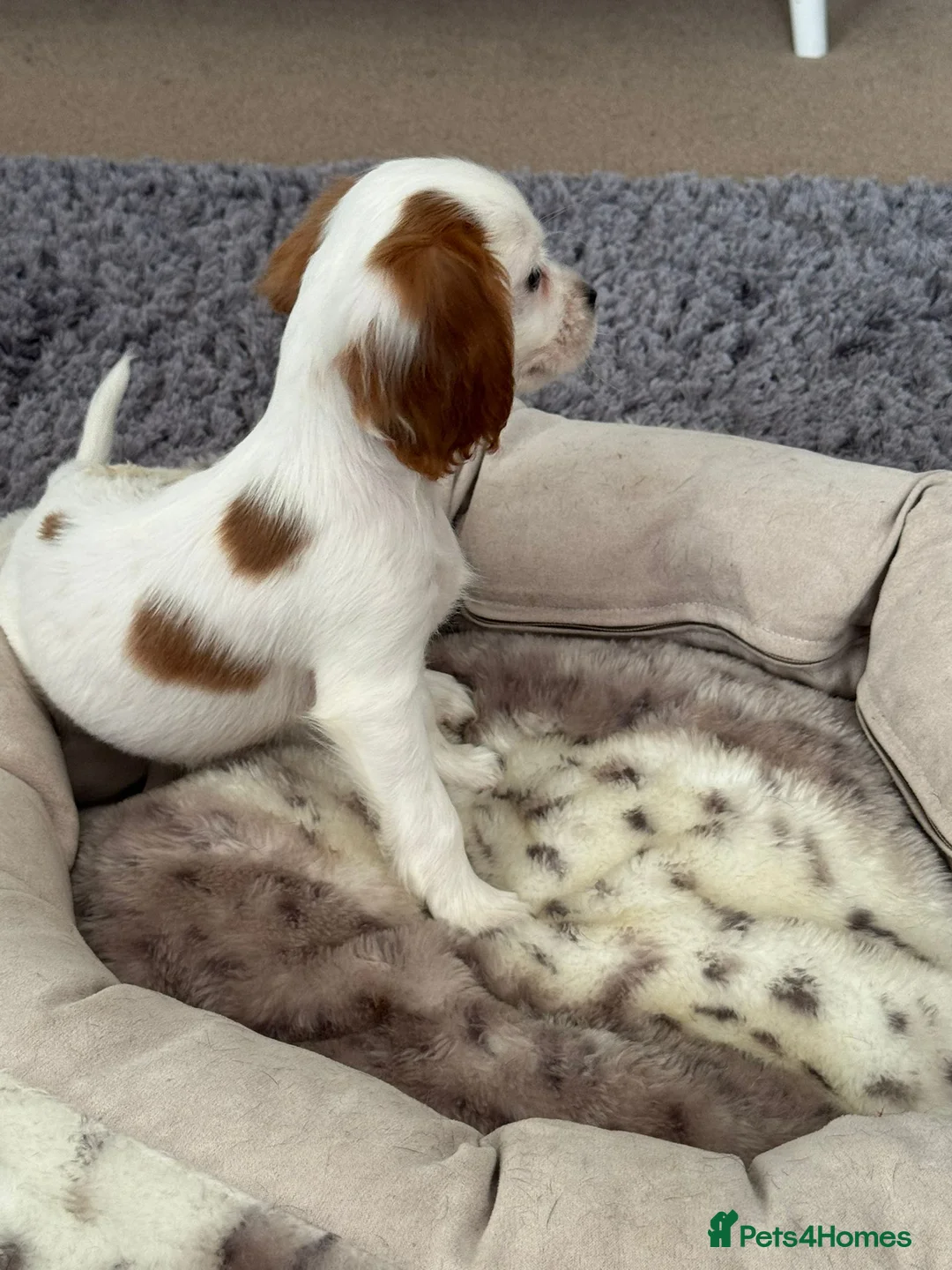 Cocker Spaniel dogs for sale: Cocker puppy in Aylesbury - Advert 1