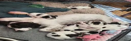 English Springer Spaniel dogs for sale: Health Tested Parents- KC Registered ESS - Advert 11