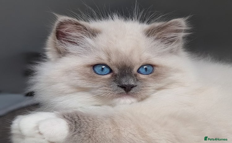 Ragdoll cats - Advert 2