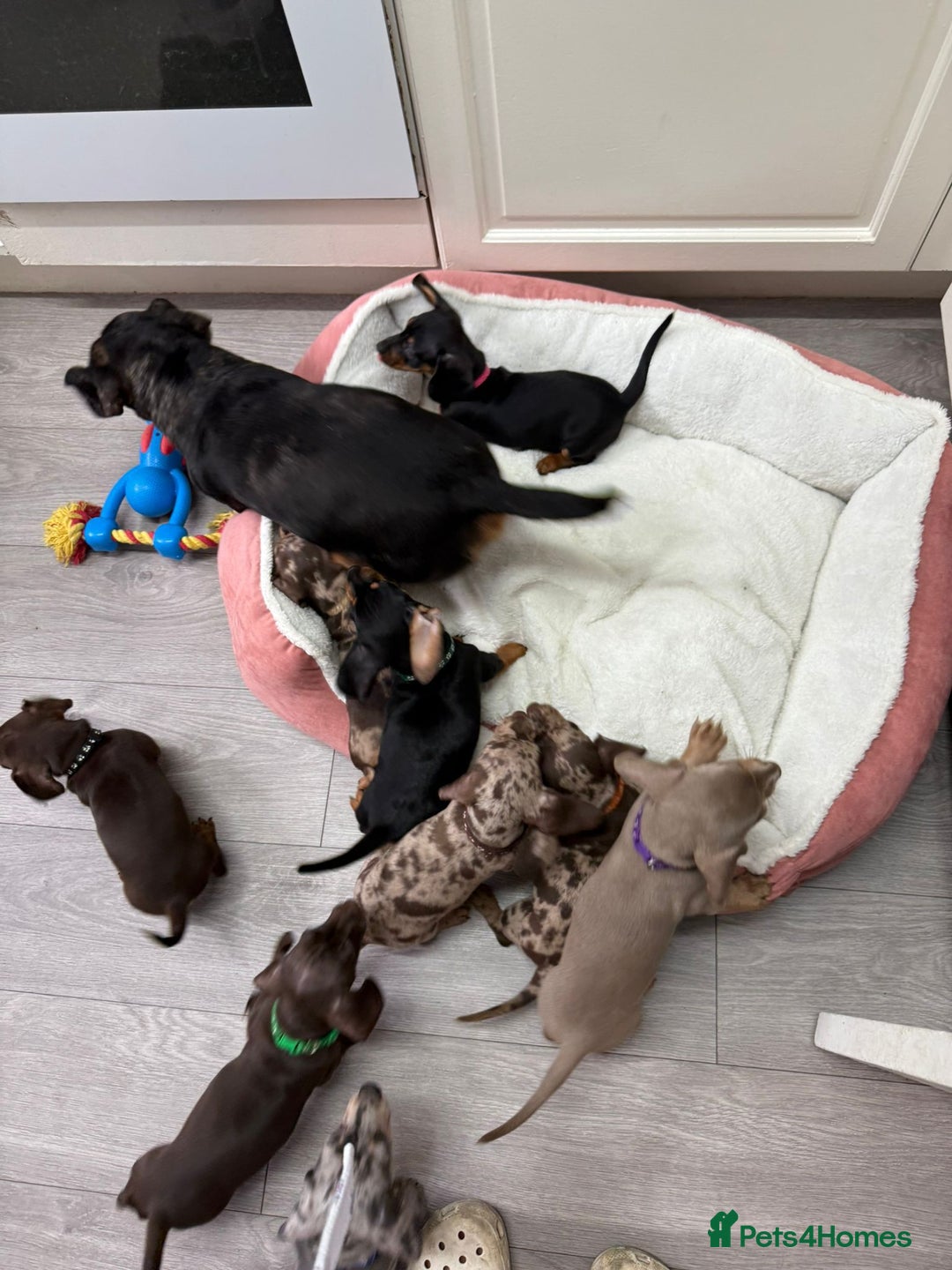 Miniature Dachshund dogs for sale: Miniature Dachshund Puppies - Advert 2