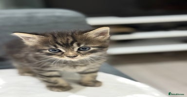 American Shorthair cats Beautiful mixed kittens - Advert 4