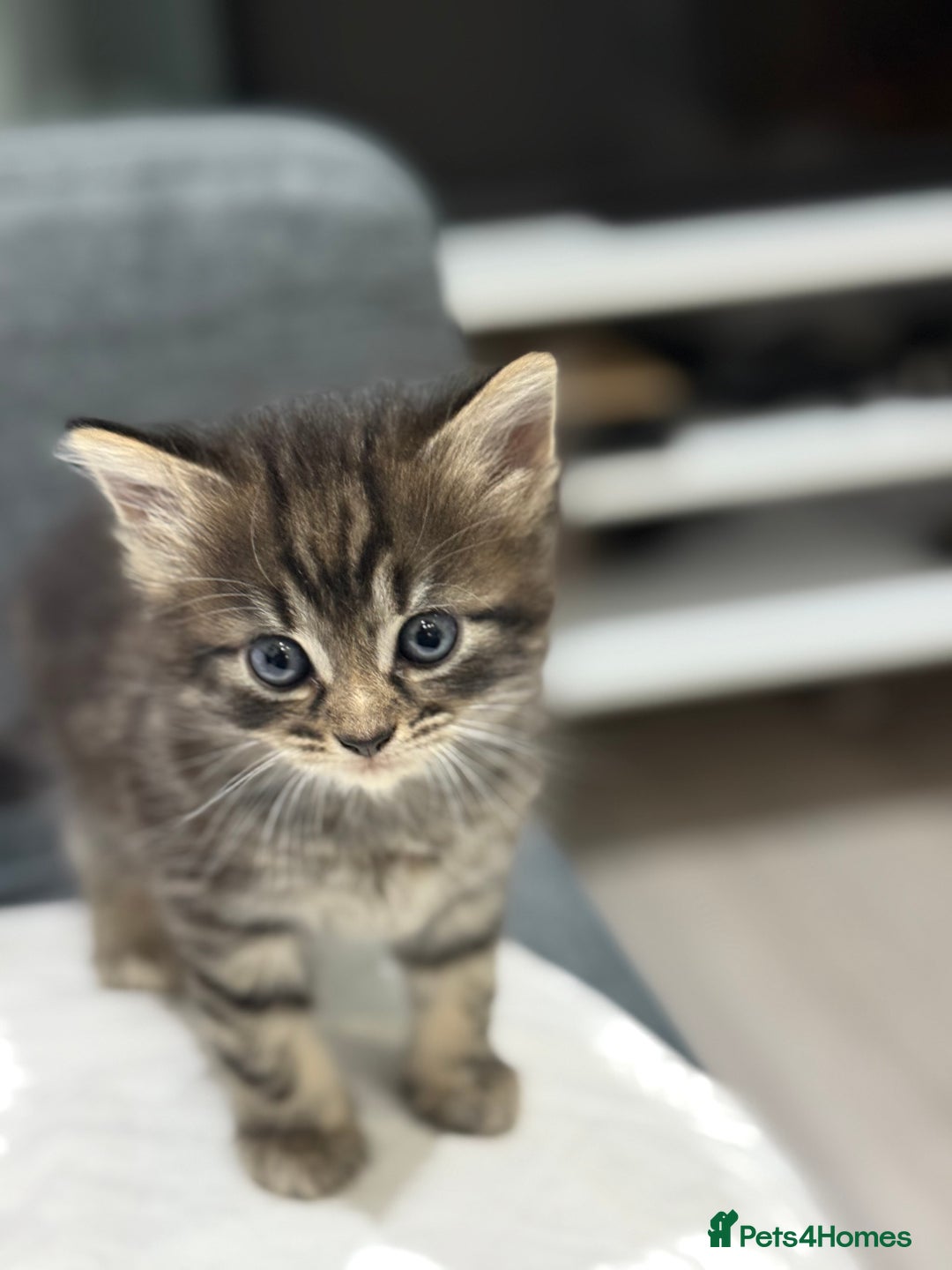 American Shorthair cats for sale: Beautiful mixed kittens - Advert 2