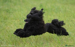 Miniature Poodle dogs for sale: Exquisite, DNA clear, puppies,  Slaves wanted! - Image 8