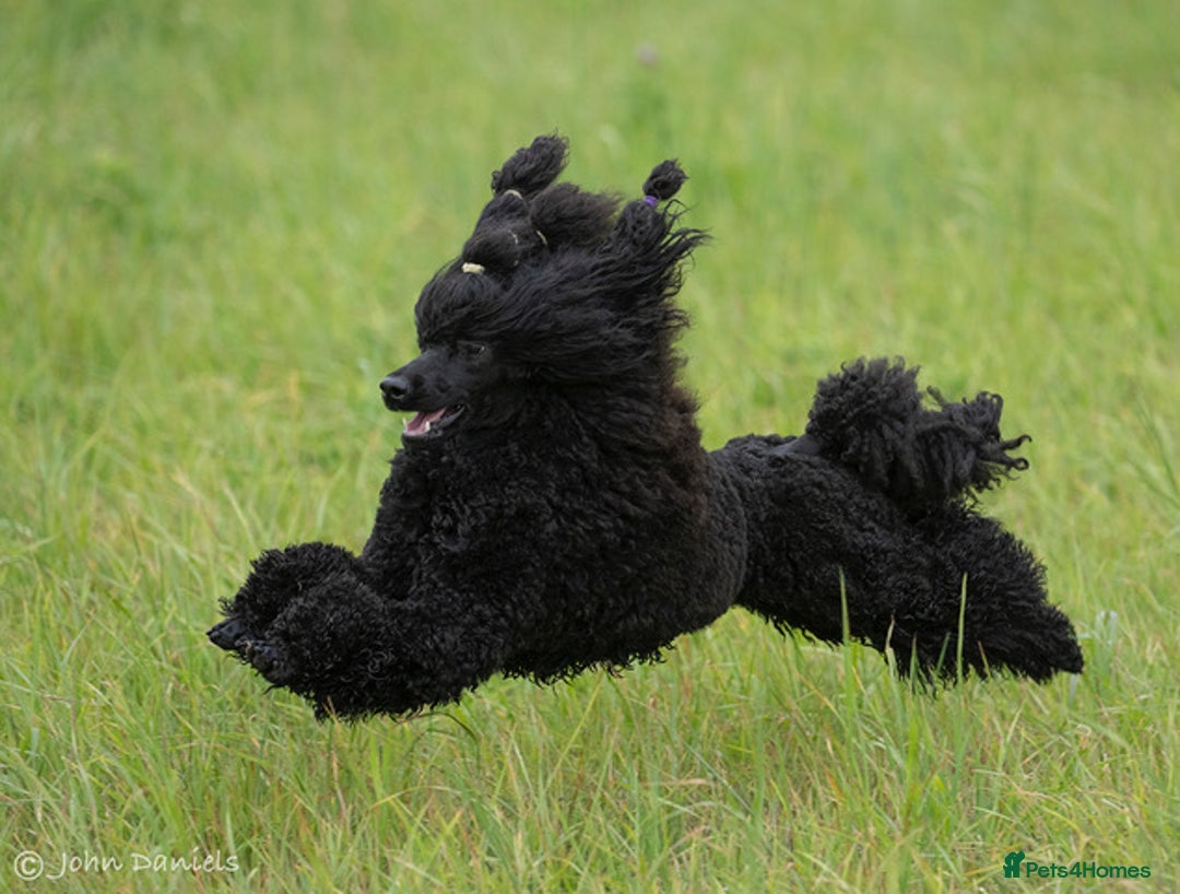 Miniature Poodle dogs for sale: Exquisite, DNA clear, puppies,  Slaves wanted! - Image 8