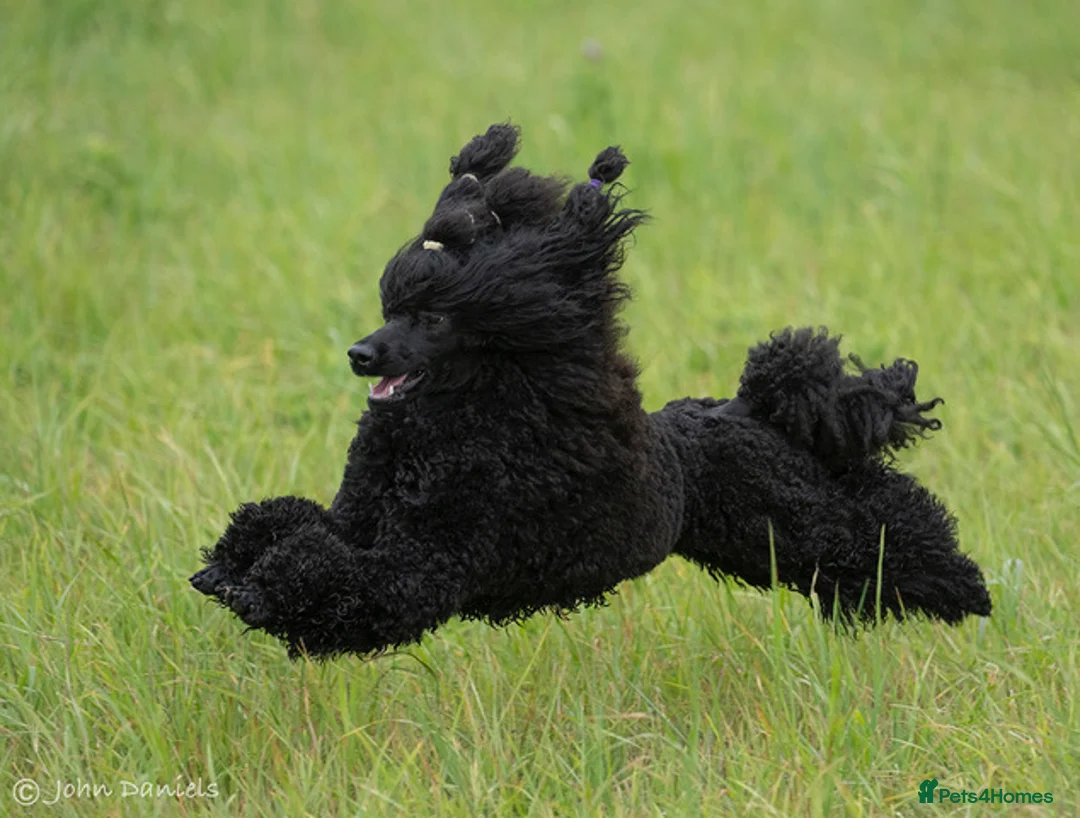 Miniature Poodle dogs for sale: Top Quality, DNA clear, READY NOW! fully vacced - Advert 16