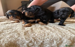 Cocker Spaniel dogs for sale: Working cocker spaniels  - Image 24
