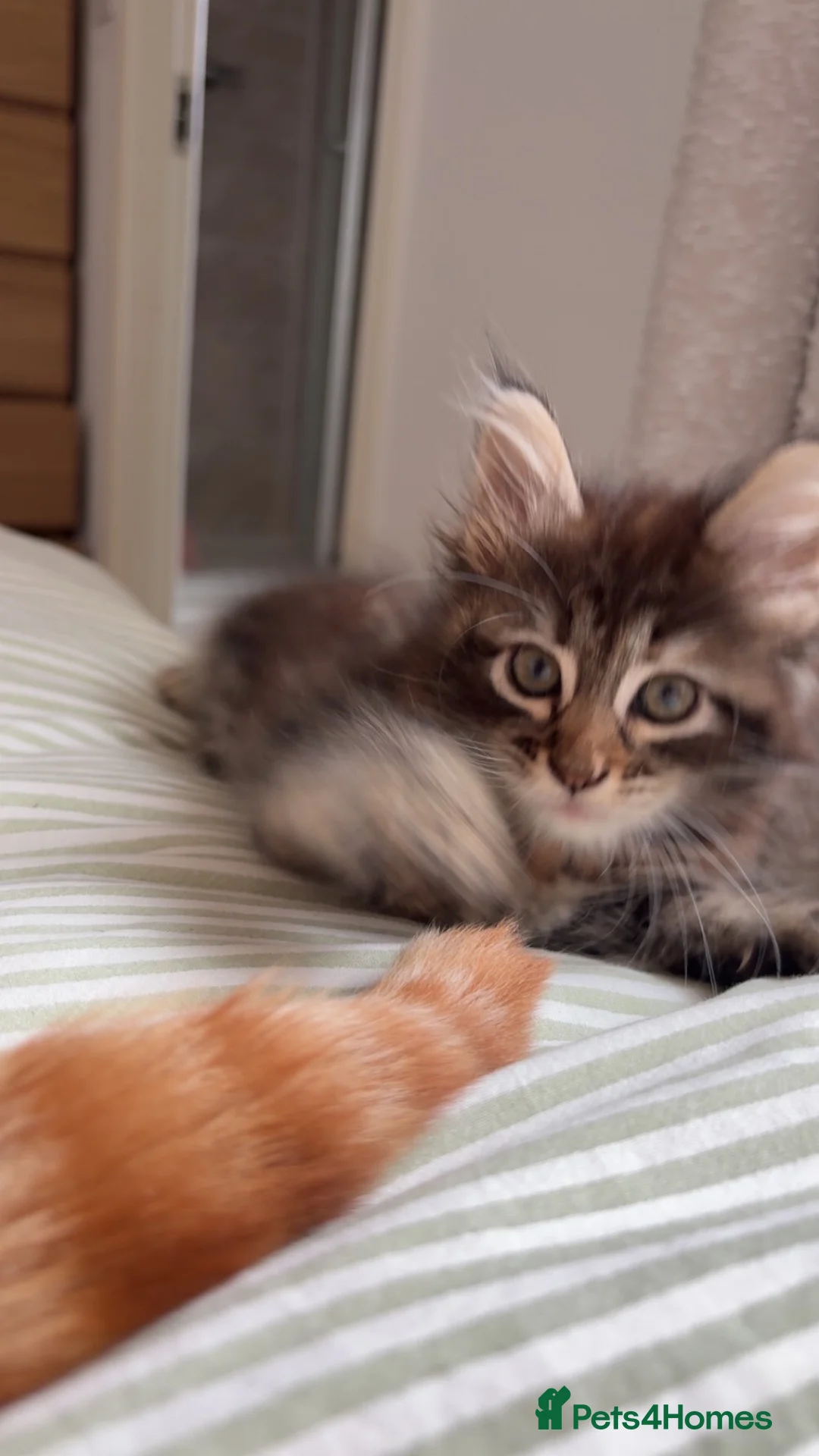 Maine Coon cats for sale: Half Mainecoon - Advert 4