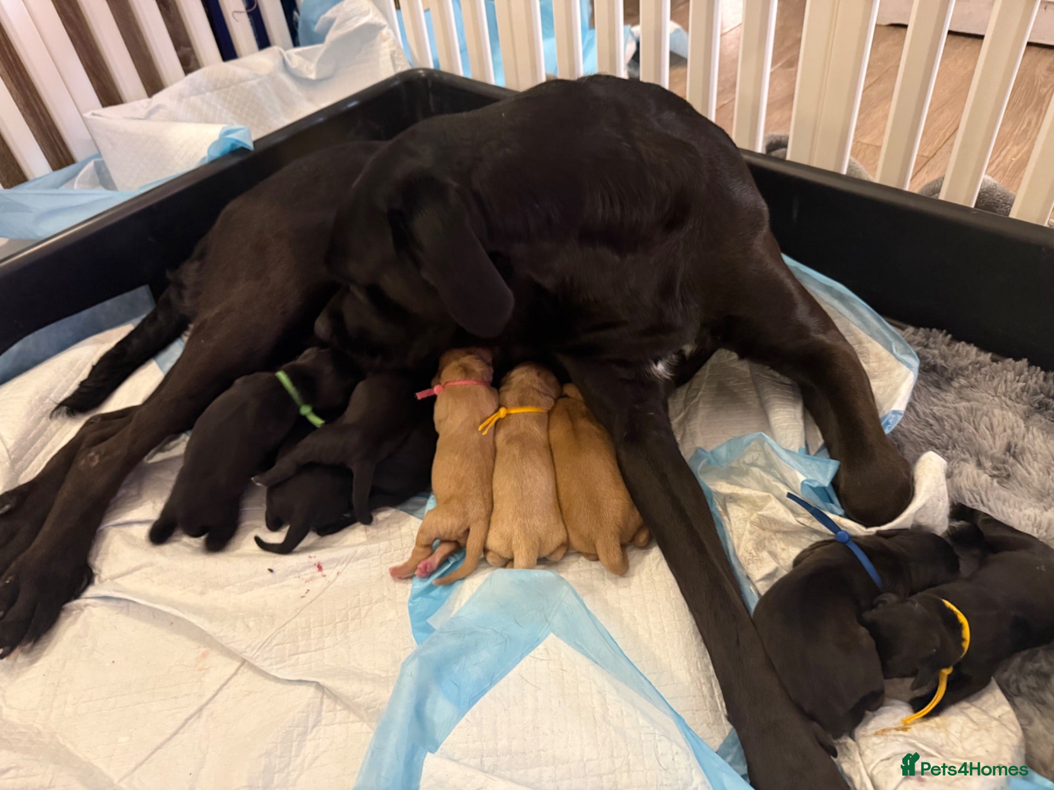 Labrador Retriever dogs Labrador X Boxerdore puppies - Advert 13