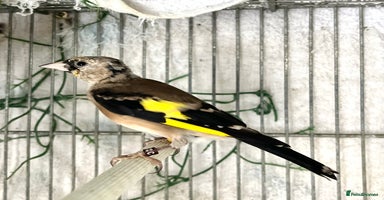 Finches birds - Advert 8