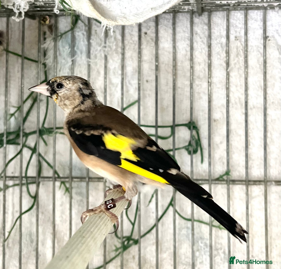 Finches birds for sale: Juvenile goldfinches ! Males and females bbc rung! - Image 3