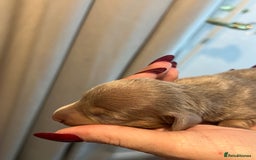 Miniature Dachshund dogs for sale: Beautiful litter of miniature dachshund  - Advert 8