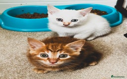 Mixed Breed cats for sale: Beautiful kittens looking for forever homes  - Image 8
