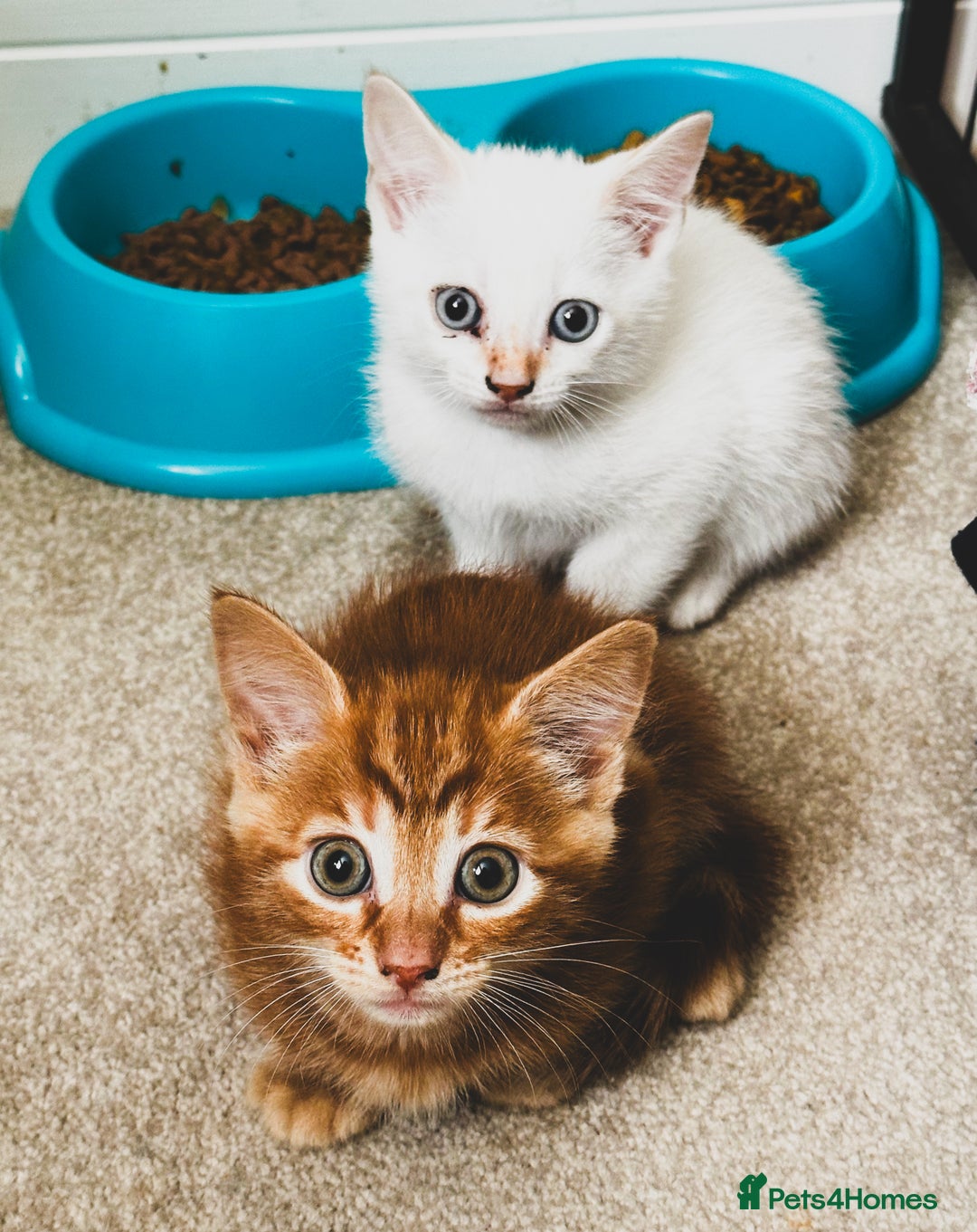 Mixed Breed cats for sale: Beautiful kittens looking for forever homes  - Image 8