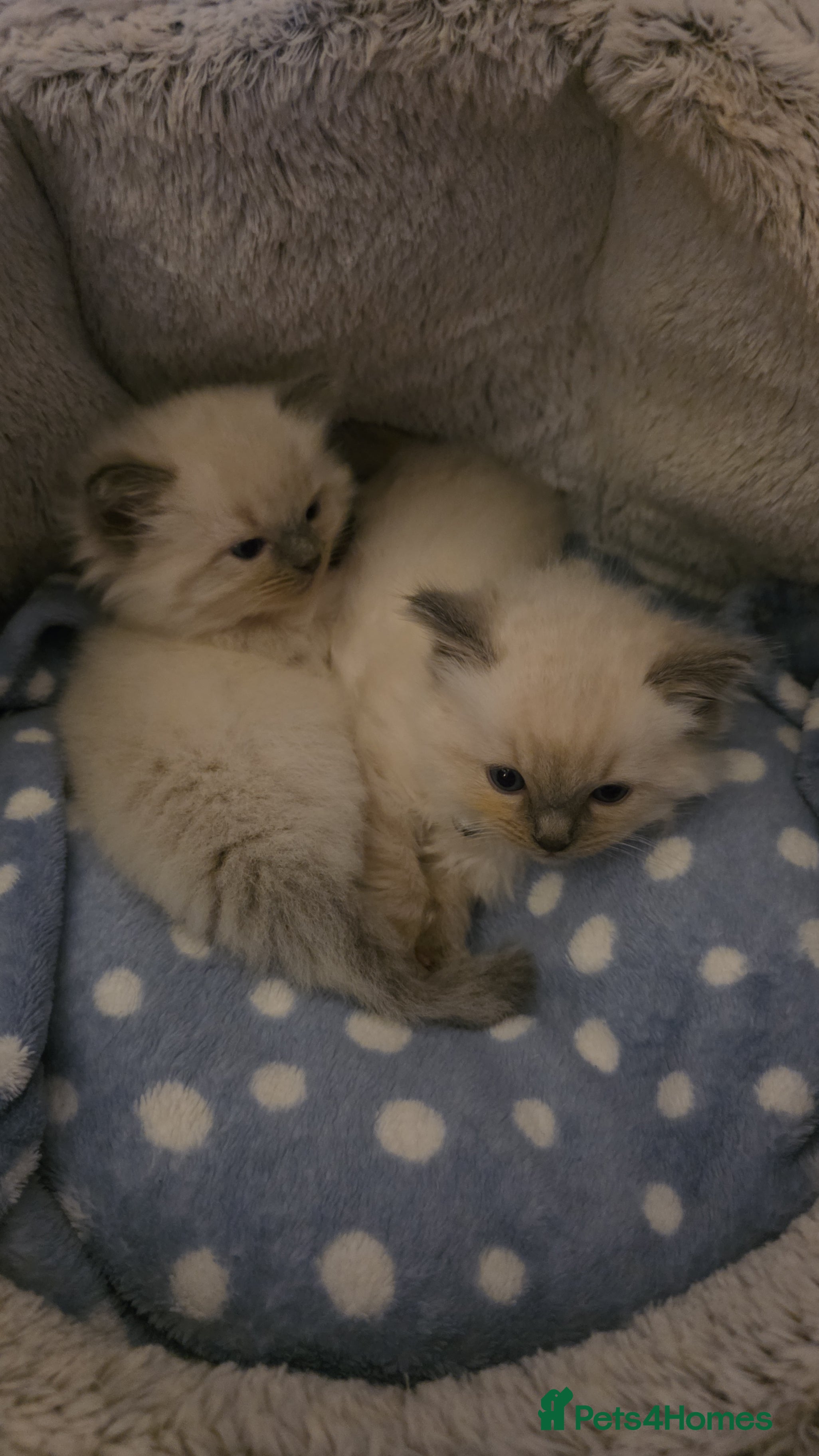 Ragdoll cats Pure Ragdoll Kittens  - Advert 1