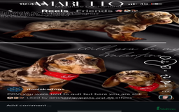 Miniature Dachshund dogs for sale: Kc miniature daschunds - Image 12