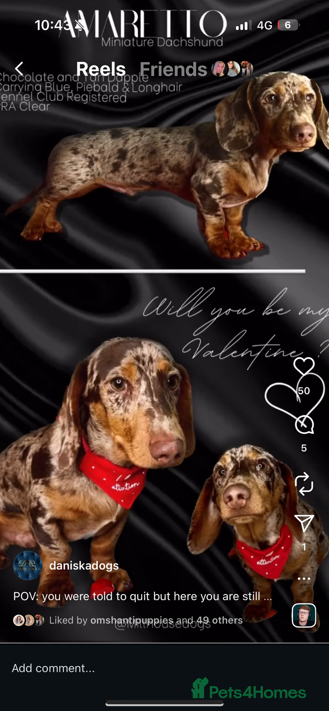 Miniature Dachshund dogs for sale: Kc miniature daschunds - Image 12