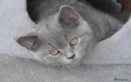 British Shorthair cats for sale: britsh short hair kittens  in Orpington - Image 10