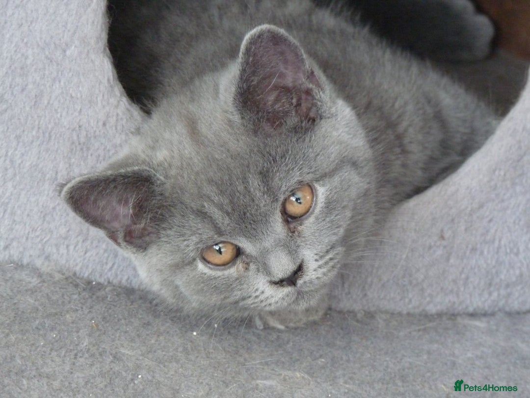 British Shorthair cats for sale: britsh short hair kittens  in Orpington - Image 10