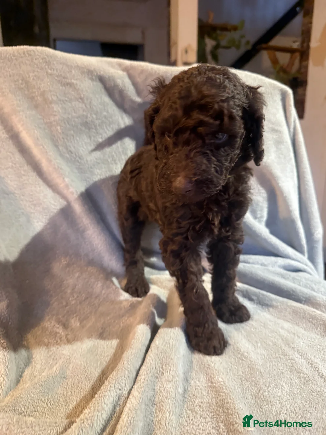 Standard Poodle dogs for sale: Standard poodle puppies  - Advert 18