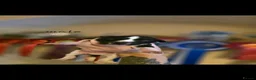 Whippet dogs for sale: Kc reg whippet litter - Advert 8