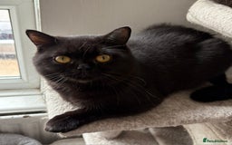 British Shorthair cats for sale: Beautiful black pedigree british shorthairs - Image 10