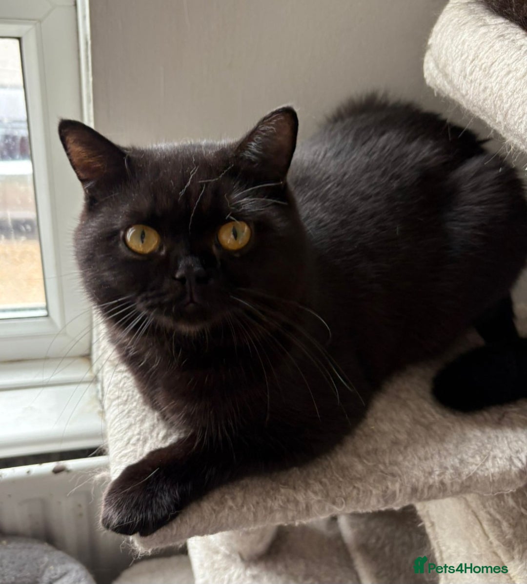 British Shorthair cats for sale: Beautiful black pedigree british shorthairs - Image 10