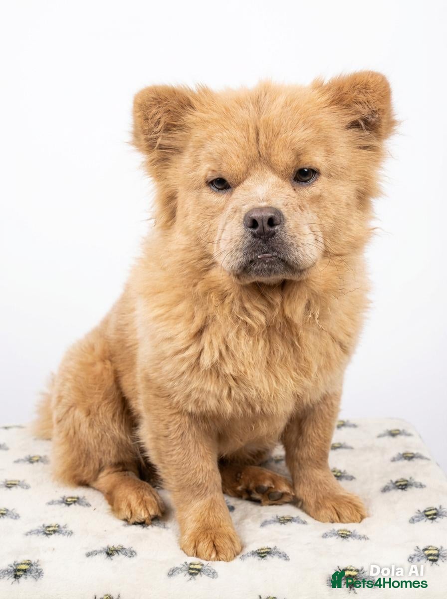 Mixed Breed dogs Frow Frow for sale  - Advert 1