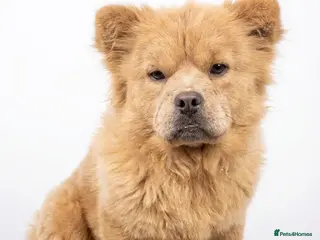 Mixed Breed dogs Frow Frow for sale - Advert 1