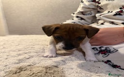 Jack Russell dogs for sale: Jack Russell puppies - Advert 6