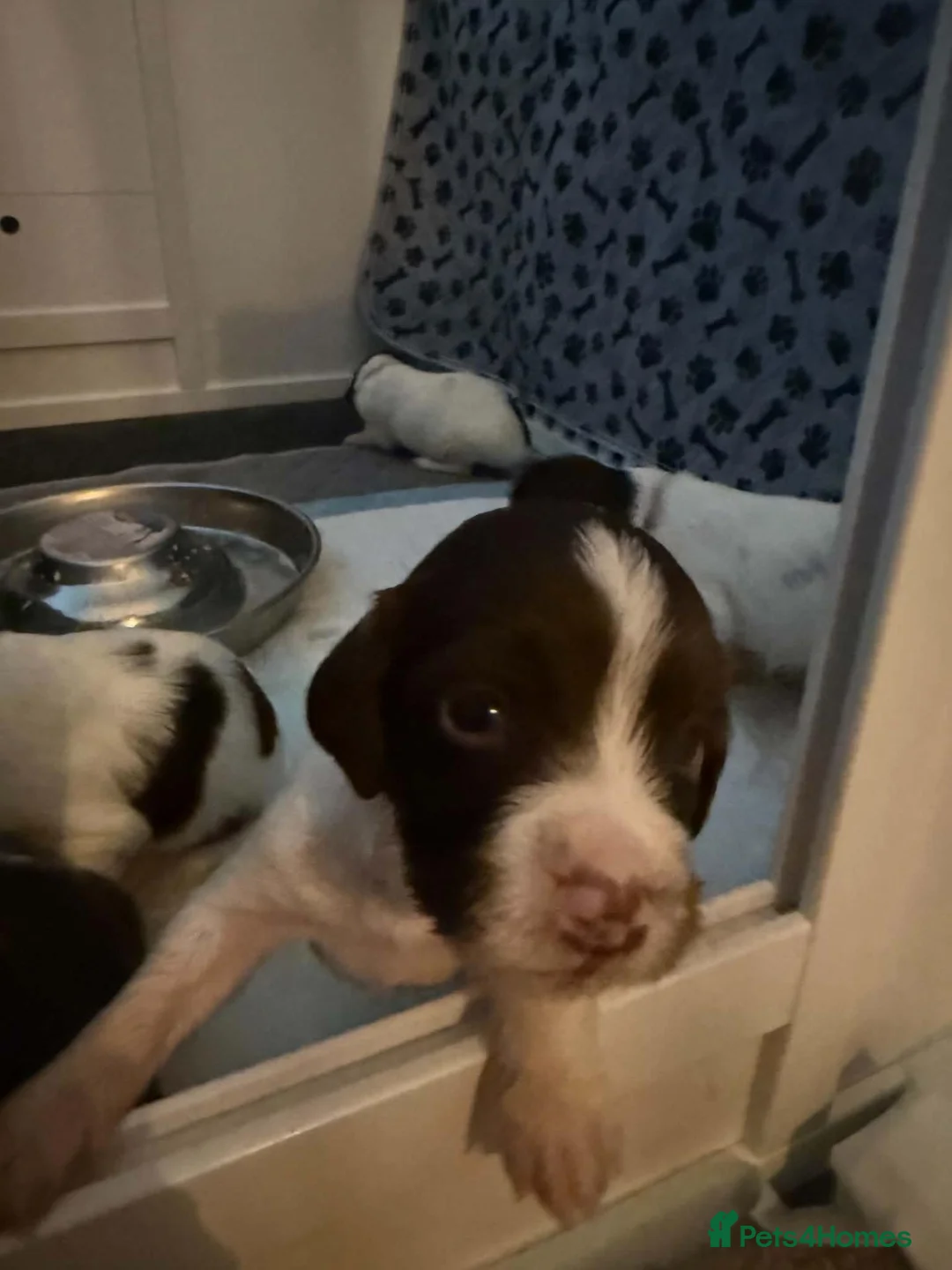 English Springer Spaniel dogs for sale: 9 Beautiful English Springer Spaniels for sale  in Preston - Advert 2