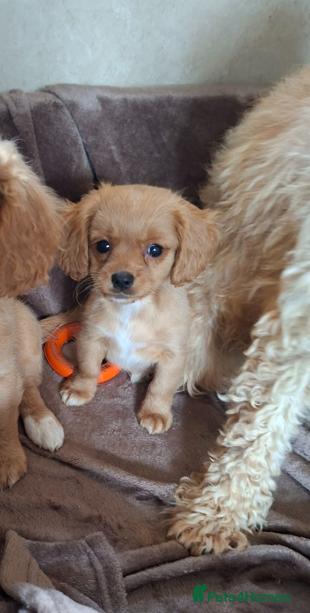 Cavapoochon dogs Gorgeous Cavapoochon Puppies  - Advert 2