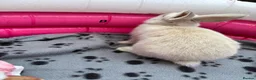 Mini Lop rabbits for sale: 🐰 Beautiful Mini Lop Baby Bunnies –Ready to go 🐰 - Advert 19