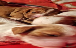 Cavalier King Charles Spaniel dogs for sale: Cavaliers King Charles spaniels - Image 11