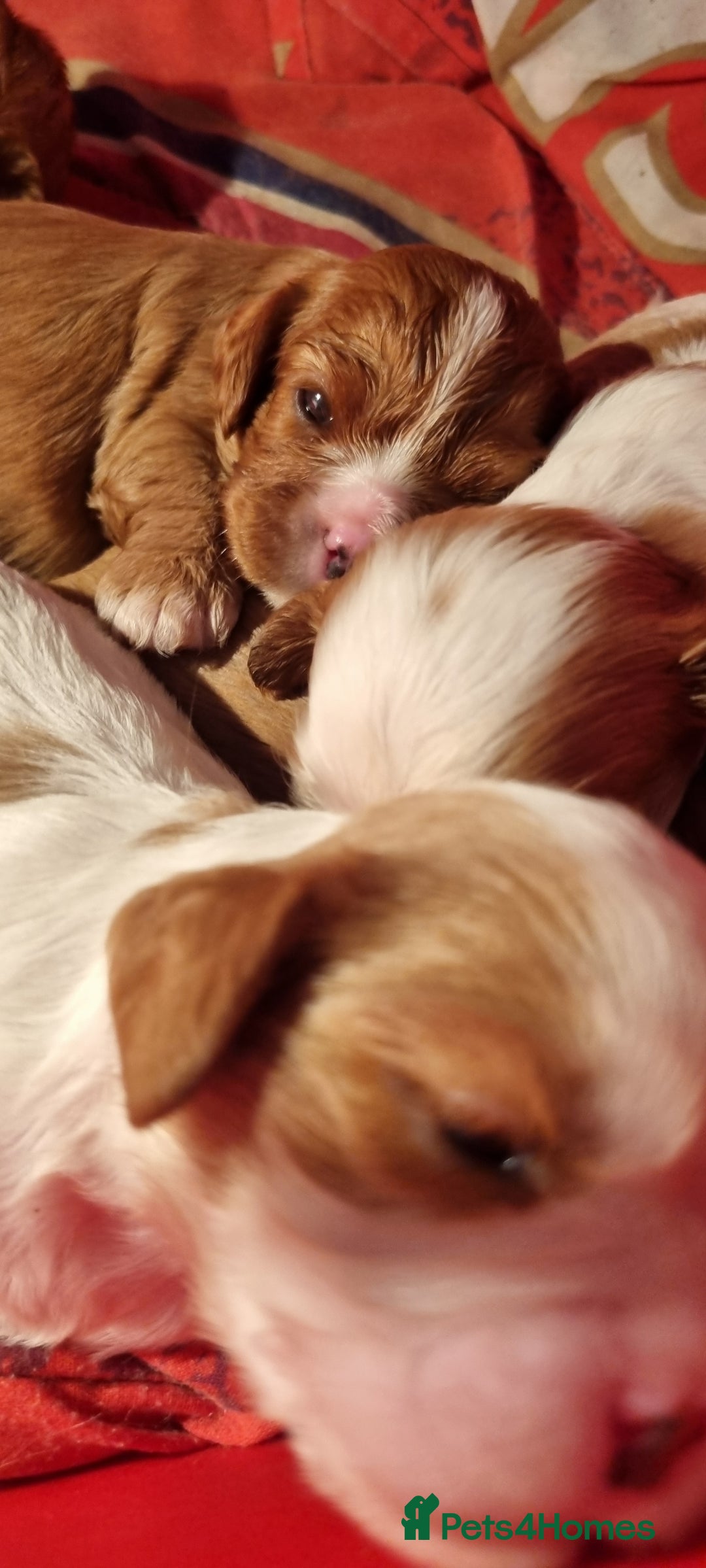 Cavalier King Charles Spaniel dogs for sale: Cavaliers King Charles spaniels - Image 11
