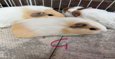 Guinea Pig rodents - Advert 7