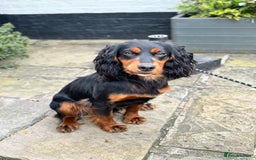 Cocker Spaniel dogs for stud: KC registered Champion bred working cocker  in Middlewich - Image 22