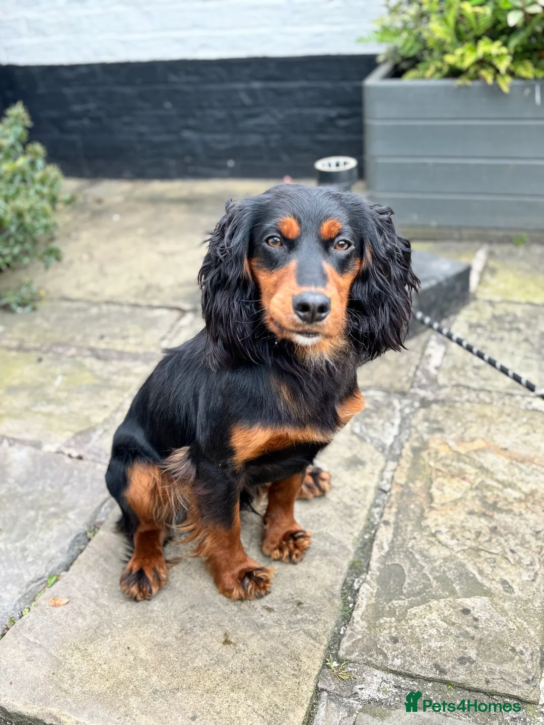 Cocker Spaniel dogs for stud: KC registered Champion bred working cocker  in Middlewich - Advert 22