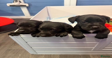 Labrador Retriever dogs - Advert 1