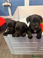 Labrador Retriever dogs - Advert 1