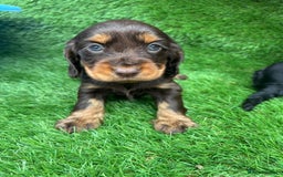 Cocker Spaniel dogs for sale: KC DNA SHOW TYPE COCKER SPANIEL!!  - Image 4