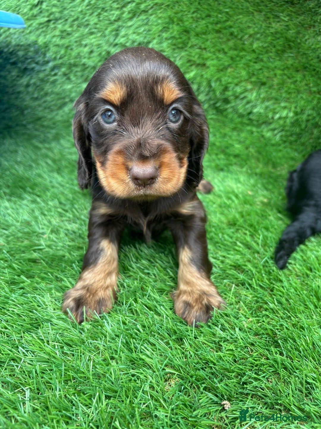Cocker Spaniel dogs for sale: KC DNA SHOW TYPE COCKER SPANIEL!!  - Image 4