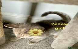 Siberian cats for sale: Siberian girl kittens ready for new home now - Image 27