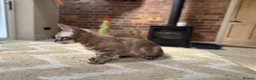 Bengal cats for sale: ⭐⭐⭐ Stunning Rare Charcoal Mink Bengal Kitten ⭐⭐⭐ - Advert 14
