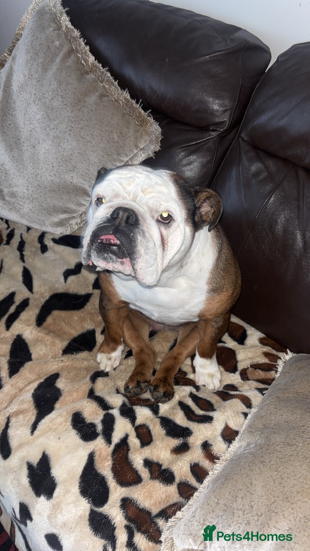 English Bulldog dogs for sale: English bulldog bitch  - Advert 3