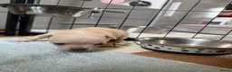 Chihuahua dogs for sale: Smooth coat chihuahua puppies  - Advert 24