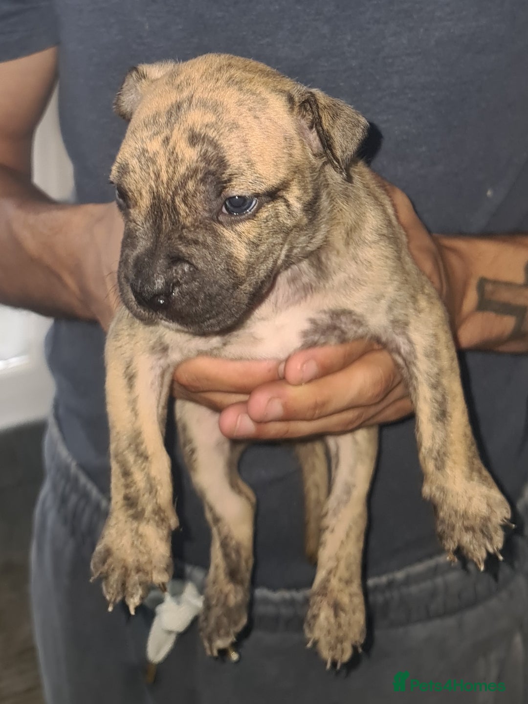 Mixed Breed dogs for sale: Top level Crossbreed pups - Image 4