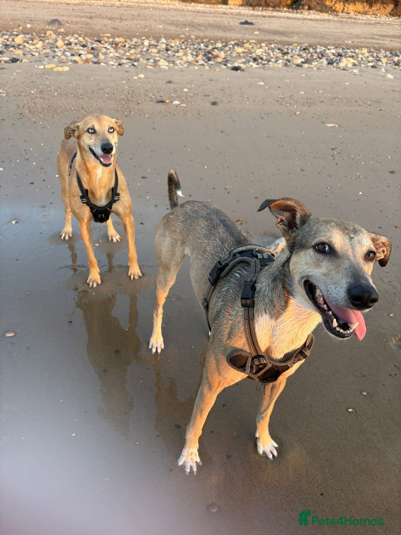 Mixed Breed dogs 2x greyhound/saluki cross, 6yr old, both male - Advert 1