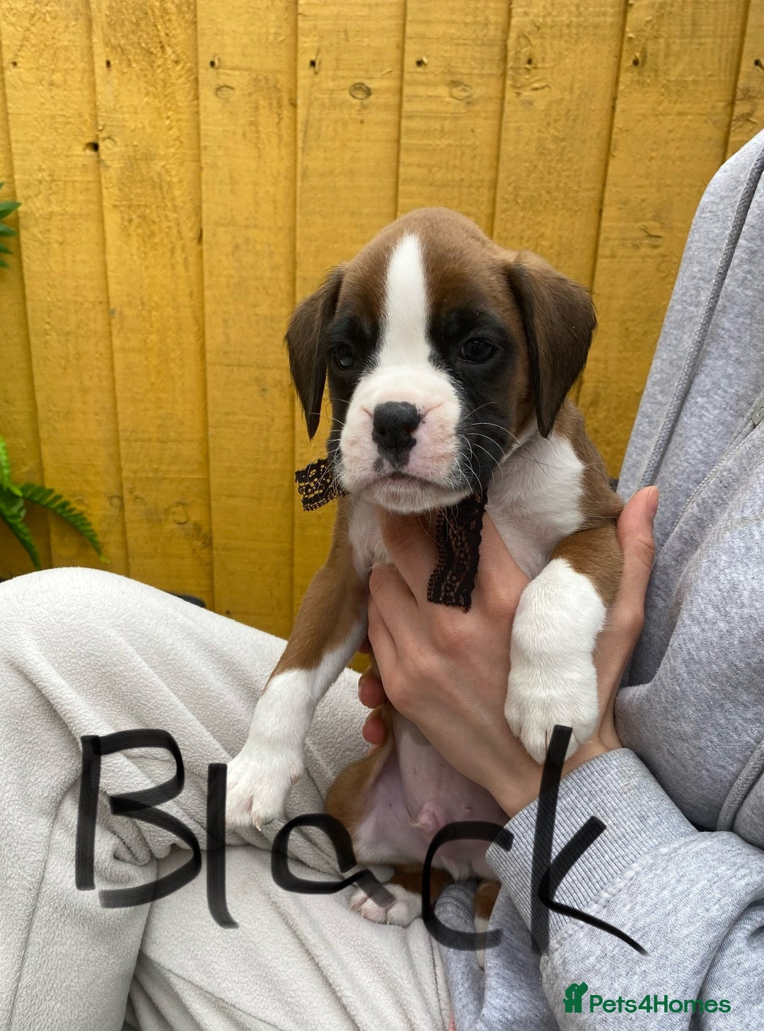Boxer dogs for sale: Beautiful boxer puppies in Gainsborough  - Image 4