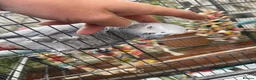 Parrots birds for sale: Super friendly African grey.  in Melton Mowbray - Advert 4